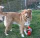 Nova scotia duck tolling retriever Bertel