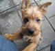 Australsk terrier Molly