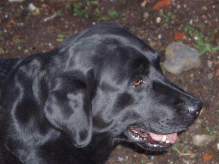 Labrador retriever sara - Godt hoved billed<33 :D billede 19