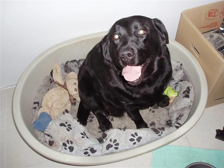 Labrador retriever sara - Jaah! det er er MIN seng :D  billede 20