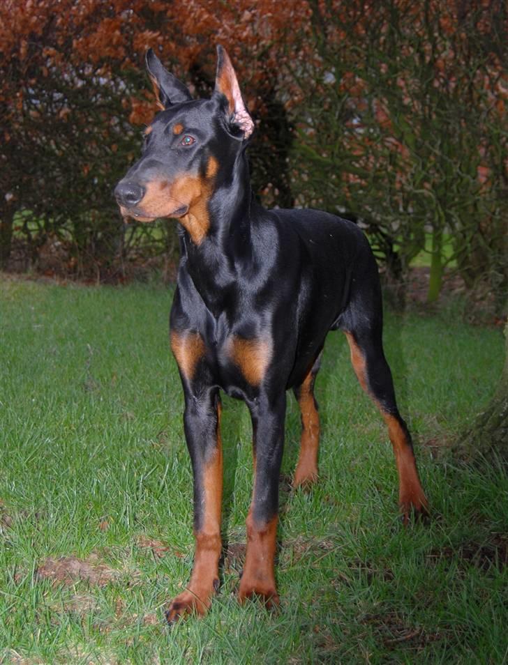 Dobermann ONYX Bene Meritus billede 12