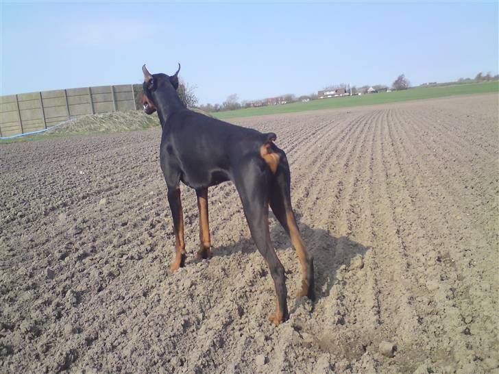Dobermann ONYX Bene Meritus - En tur på marken billede 13