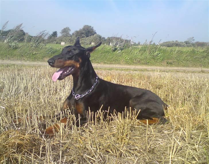 Dobermann ONYX Bene Meritus - Onyx 2,5 år gammel billede 14