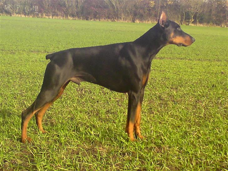 Dobermann ONYX Bene Meritus - 2,5 år billede 15