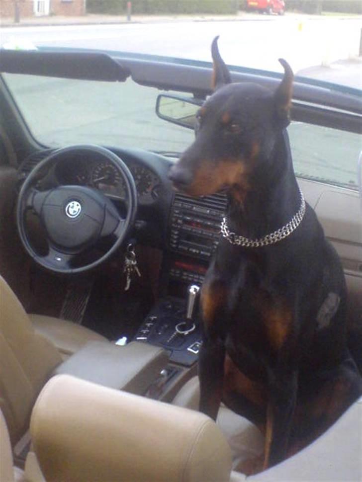 Dobermann ONYX Bene Meritus - Onyx på udflugt i mors Barbiebus billede 16