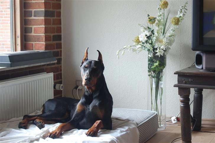 Dobermann ONYX Bene Meritus billede 17