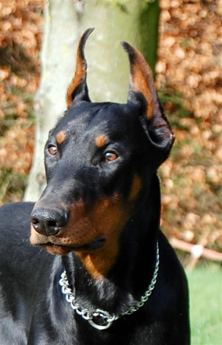 Dobermann ONYX Bene Meritus - Ikke særlig mange tør at komme ind når Onyx styrer låge-overvågnings tjansen billede 18