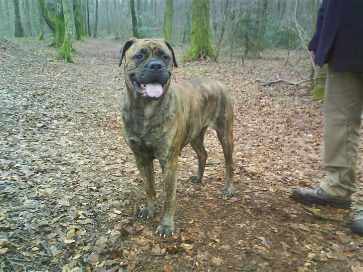 Bullmastiff Freja billede 12