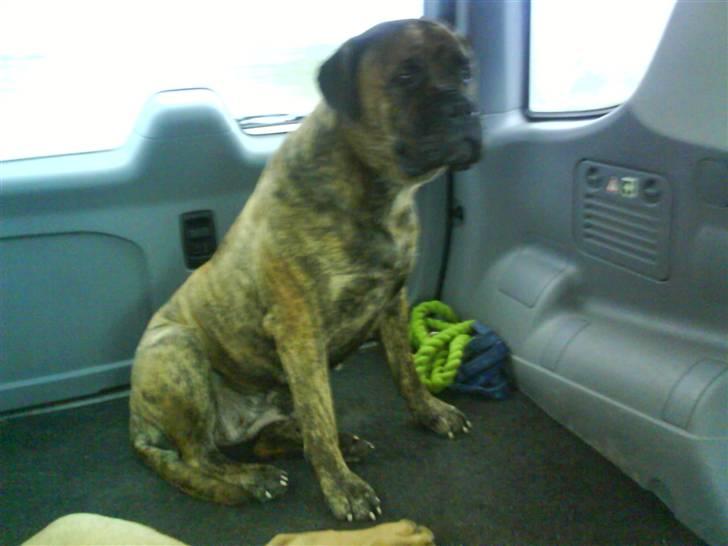 Bullmastiff Freja billede 13