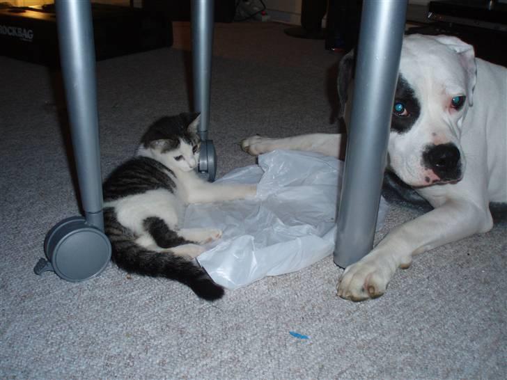 Amerikansk bulldog Fie (Fie-pigen) billede 8