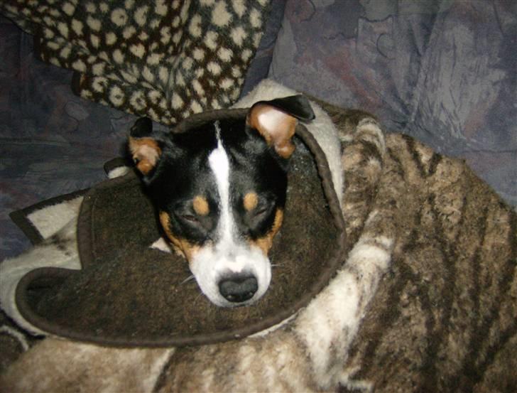 Dansk svensk gaardhund Kipper - jeg ligger og putter fordi det er koldt.. billede 8