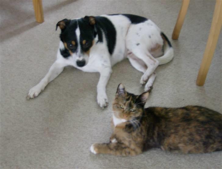 Dansk svensk gaardhund Kipper - mig sammen med amber billede 9