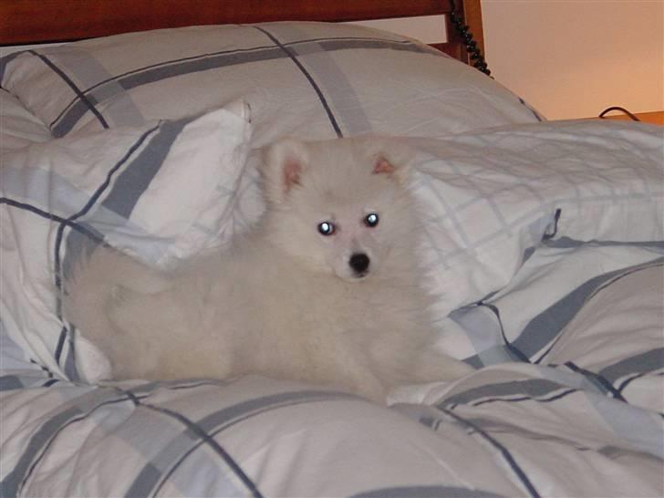 Japansk spids Balou - Her ligger jeg i min pap- mors & fars seng billede 1