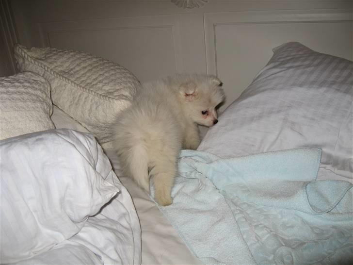 Japansk spids Balou billede 2