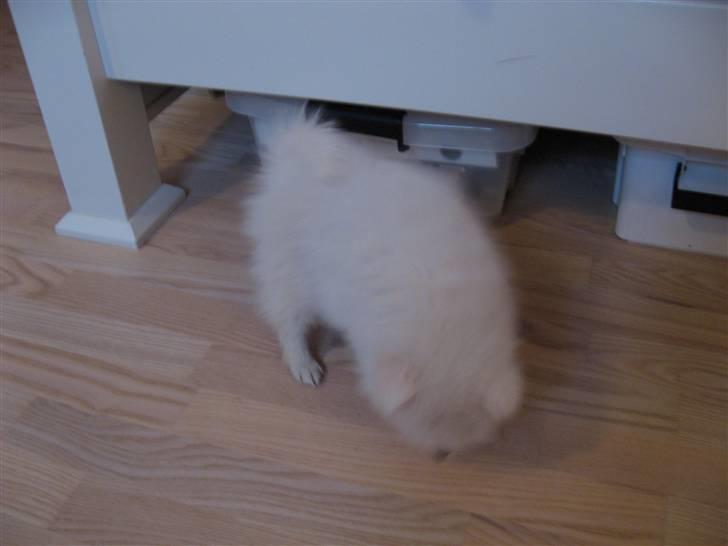 Japansk spids Balou billede 3