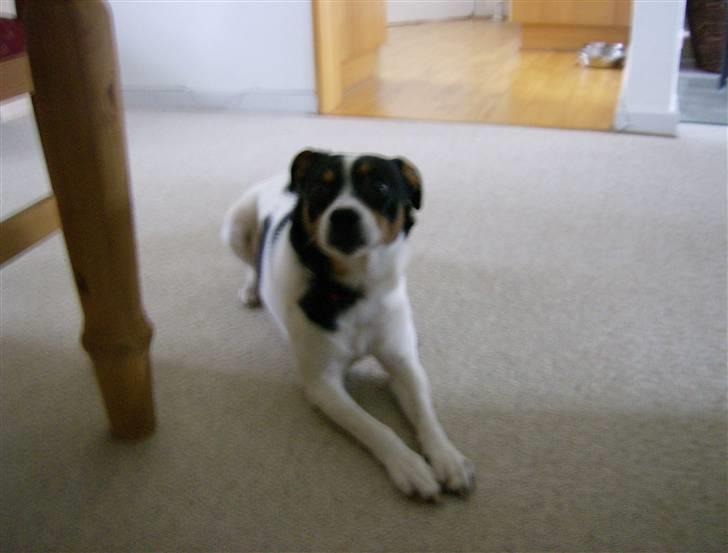 Dansk svensk gaardhund Kipper - jeg ligger her bare for at lave noget.. billede 10