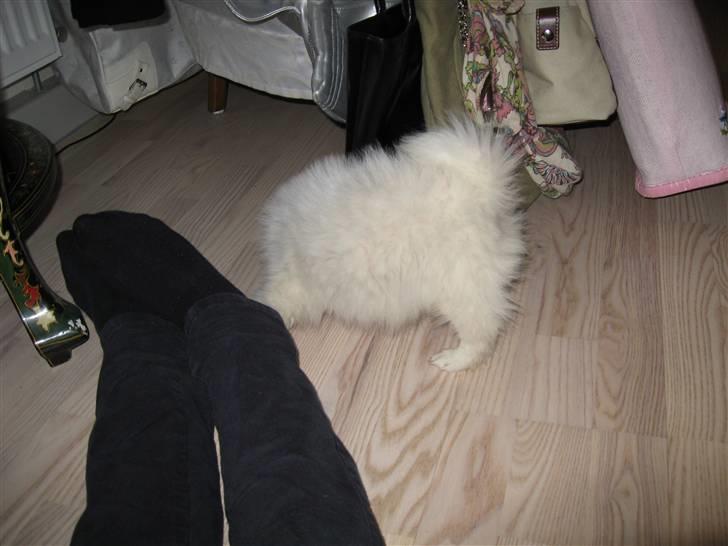 Japansk spids Balou billede 4