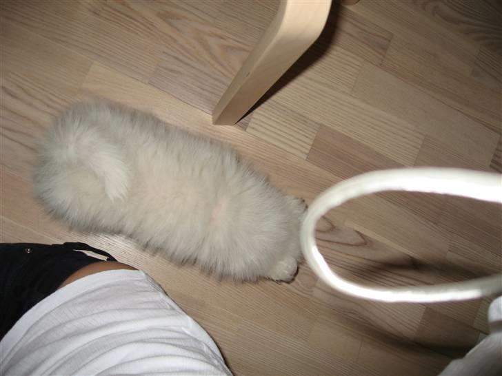 Japansk spids Balou billede 5