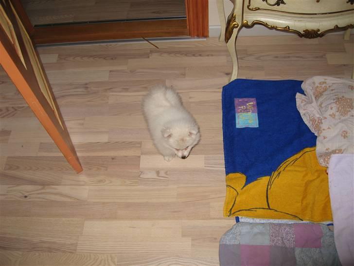 Japansk spids Balou billede 6