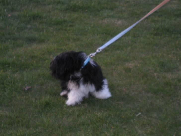 Lhasa apso Fulton von Moisen  billede 1