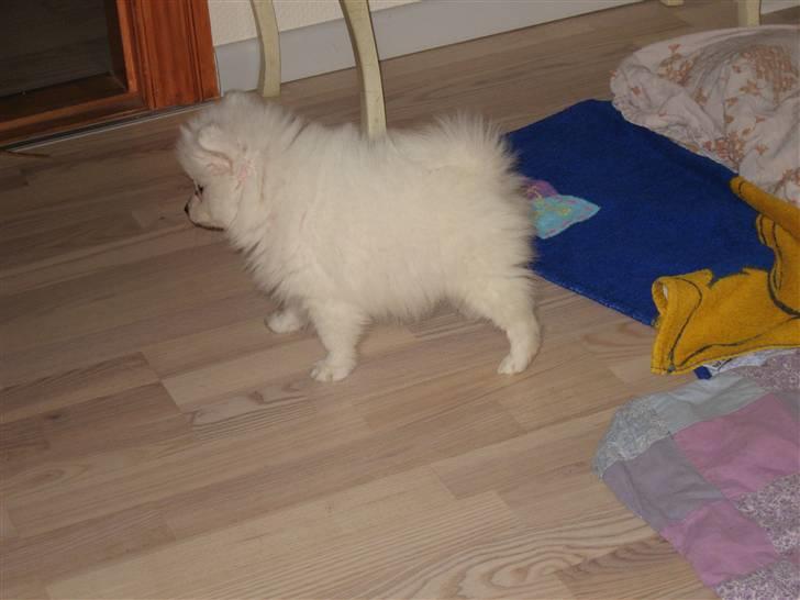 Japansk spids Balou billede 7