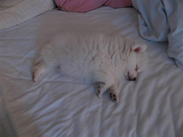 Japansk spids Balou billede 8