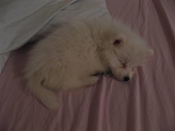 Japansk spids Balou billede 9