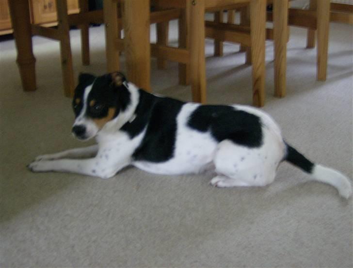 Dansk svensk gaardhund Kipper - og her ligger jeg så igen... billede 11