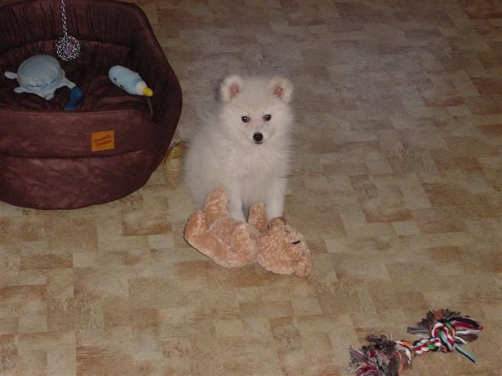 Japansk spids Balou billede 10