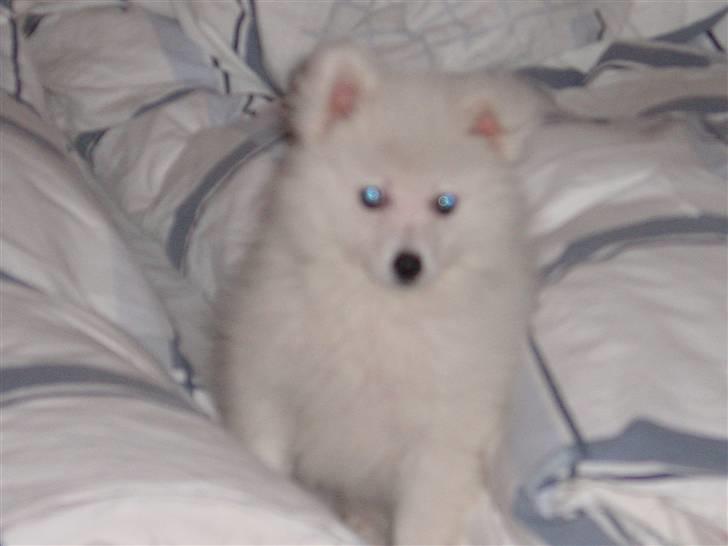 Japansk spids Balou billede 11