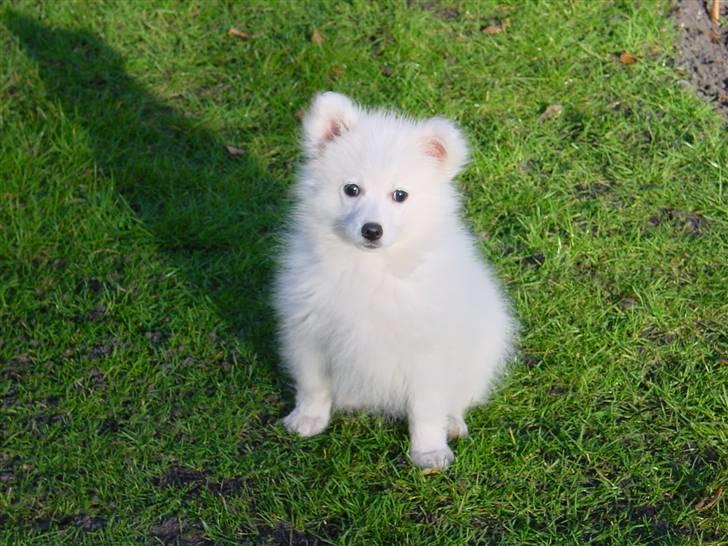 Japansk spids Balou billede 12