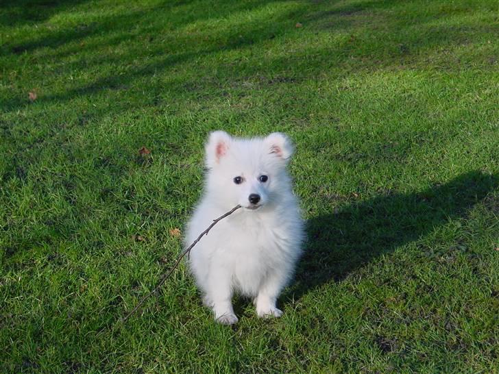 Japansk spids Balou billede 13