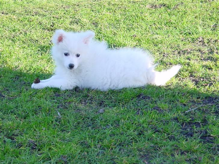 Japansk spids Balou billede 14