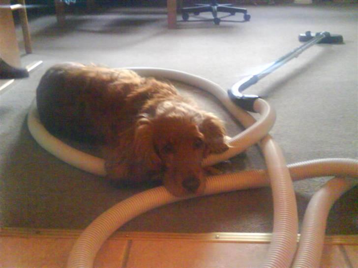 Cocker spaniel Magnus  billede 10