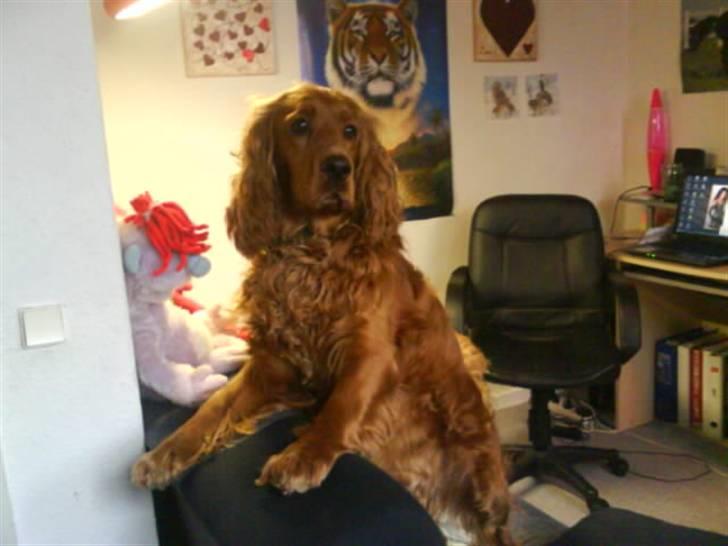 Cocker spaniel Magnus  billede 12