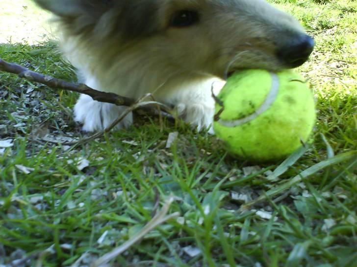 Collie langhåret Tvingsfields Sweet Penelope - Pony er DÅÅÅM xD mobil billede billede 2