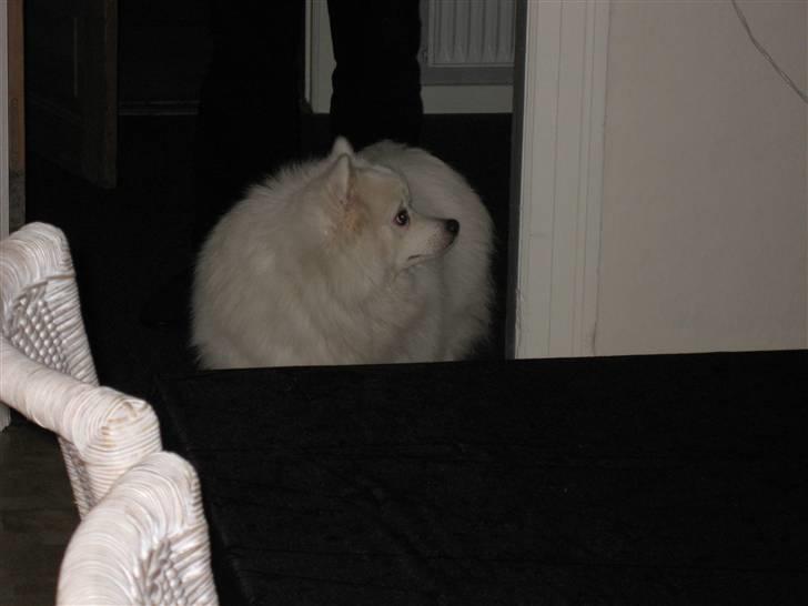 Japansk spids Balou billede 15