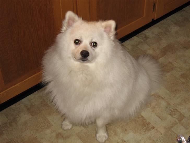 Japansk spids Balou billede 16