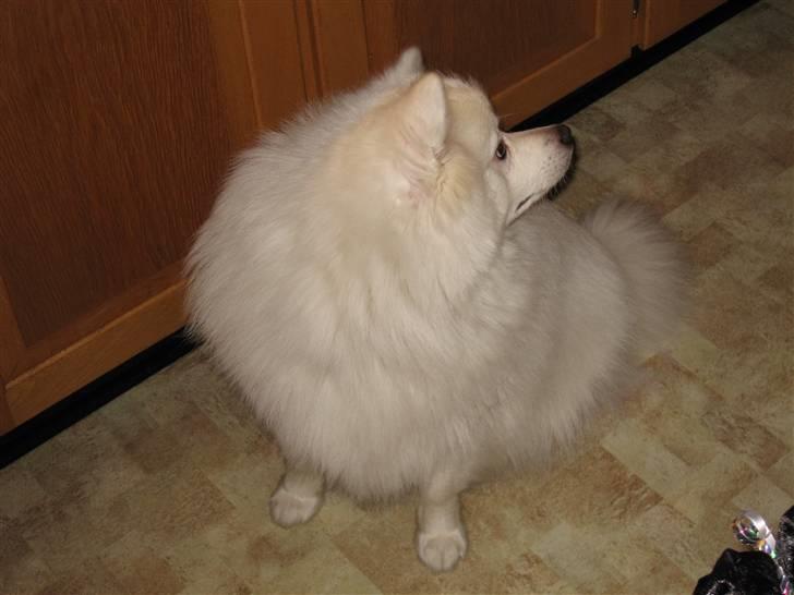 Japansk spids Balou billede 17