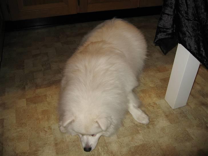 Japansk spids Balou billede 18