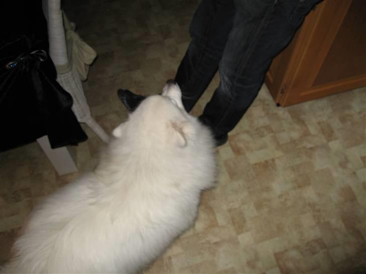 Japansk spids Balou billede 19