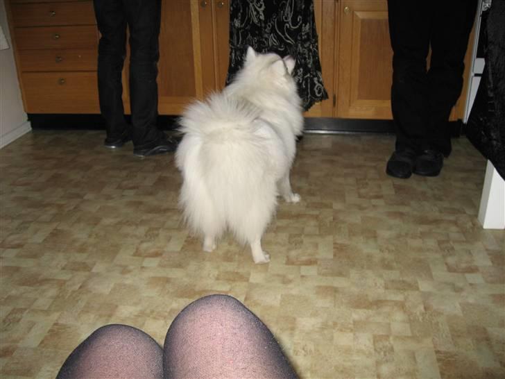 Japansk spids Balou billede 20