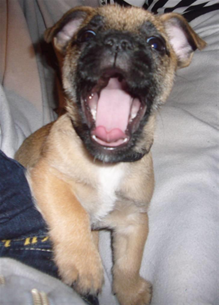 Blanding af racer Bella *FranskbullTerrier* - Gaaab, er jeg ikke sød!! billede 15