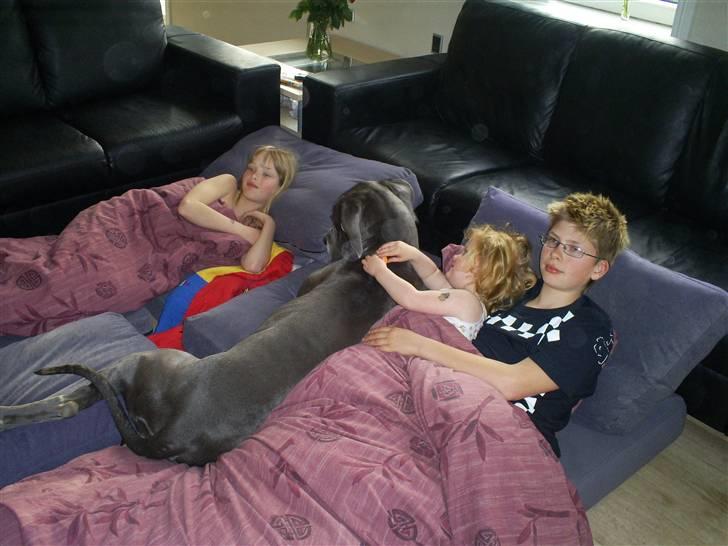 Grand danois Chivas - Juhuu, weekendhygge. billede 14