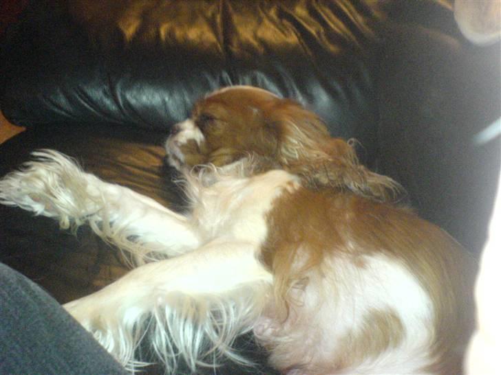 Cavalier king charles spaniel Herdis <3 billede 6