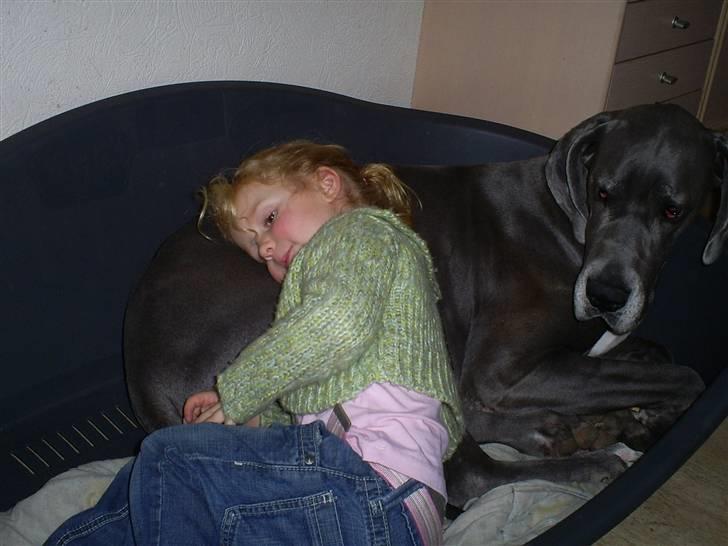 Grand danois Chivas - Jeg elsker dig. billede 15