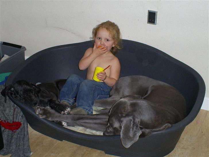 Grand danois Chivas - Så ved vi hvor de er. billede 16