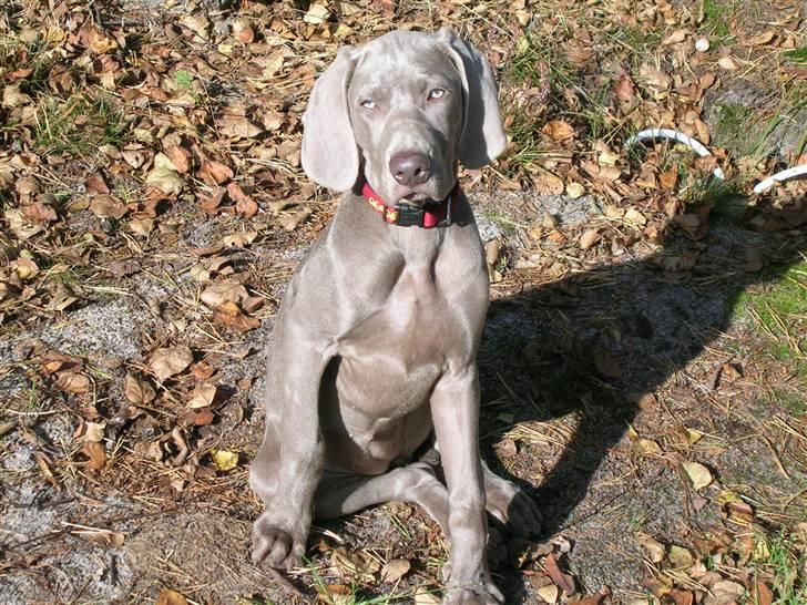 Weimaraner Aica Silver Hunter´s Alba billede 1