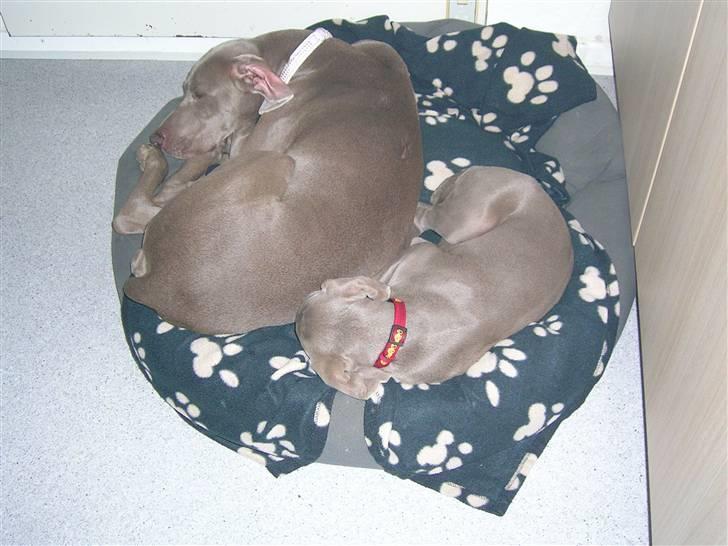 Weimaraner Aica Silver Hunter´s Alba billede 2