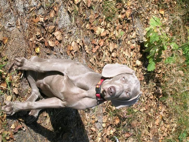 Weimaraner Aica Silver Hunter´s Alba billede 3